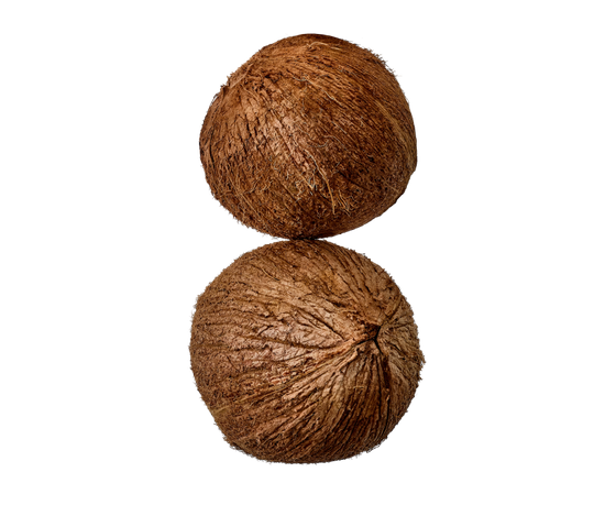 <p>Coconut</p>
